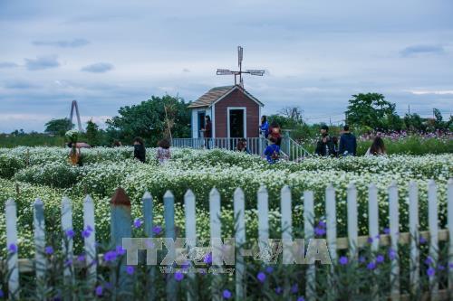Hà Nội - mùa cúc họa mi về