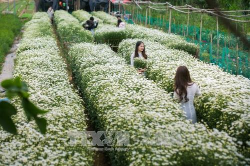 Hà Nội - mùa cúc họa mi về