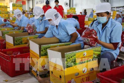 Xuất khẩu trái cây chững lại trước rào chắn dịch bệnh