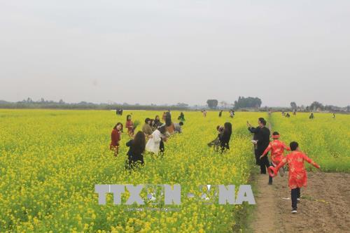 Cánh đồng hoa cải nở vàng rực rỡ