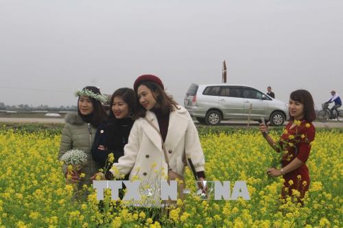 Cánh đồng hoa cải nở vàng rực rỡ