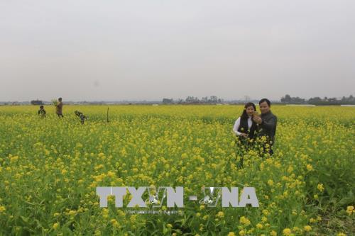 Cánh đồng hoa cải nở vàng rực rỡ