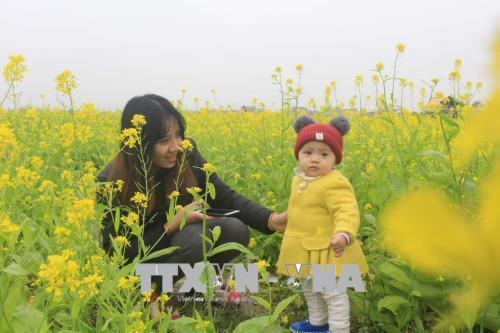 Cánh đồng hoa cải nở vàng rực rỡ