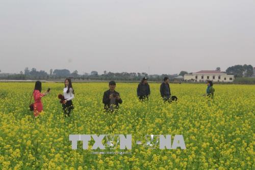 Cánh đồng hoa cải nở vàng rực rỡ