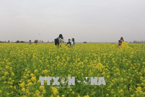 Cánh đồng hoa cải nở vàng rực rỡ