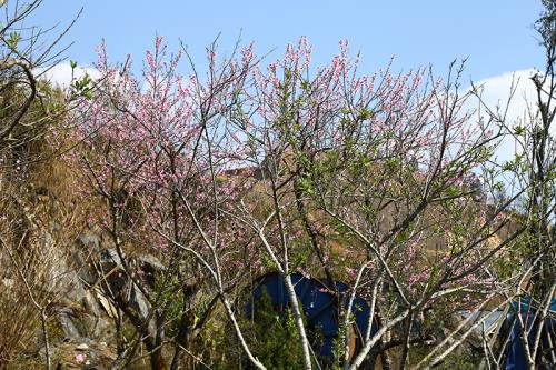 Du khách mê mẩn ăn chơi ở lễ hội khèn hoa Sa Pa