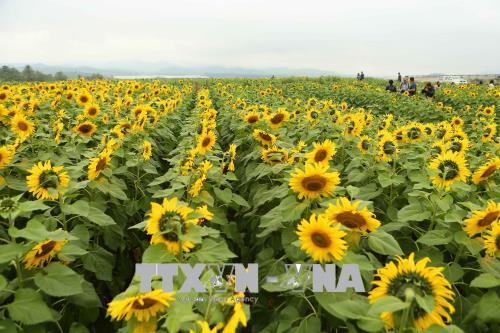 Ngắm cánh đồng hoa hướng dương nở rộ khoe sắc thắm ở Nghệ An