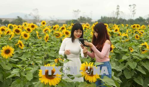 Ngắm cánh đồng hoa hướng dương nở rộ khoe sắc thắm ở Nghệ An