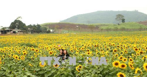 Ngắm cánh đồng hoa hướng dương nở rộ khoe sắc thắm ở Nghệ An