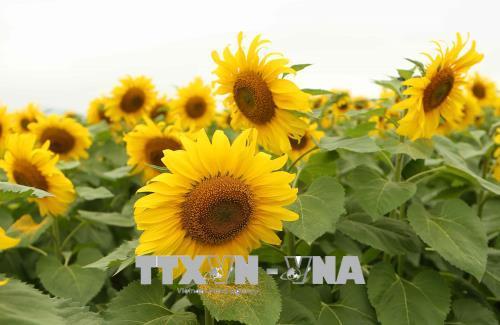 Ngắm cánh đồng hoa hướng dương nở rộ khoe sắc thắm ở Nghệ An