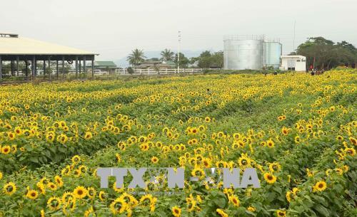 Ngắm cánh đồng hoa hướng dương nở rộ khoe sắc thắm ở Nghệ An