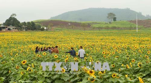Ngắm cánh đồng hoa hướng dương nở rộ khoe sắc thắm ở Nghệ An