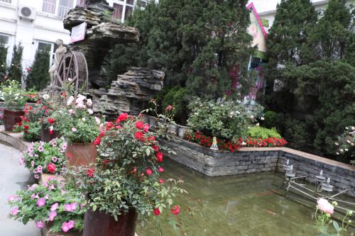 Hoa đua khoe sắc tại Lễ hội hoa hồng Bulgaria trước giờ khai mạc