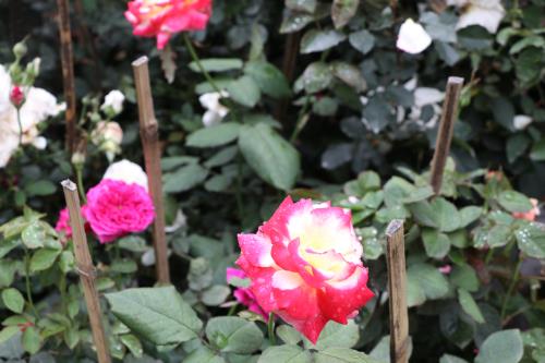 Hoa đua khoe sắc tại Lễ hội hoa hồng Bulgaria trước giờ khai mạc