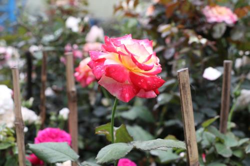 Hoa đua khoe sắc tại Lễ hội hoa hồng Bulgaria trước giờ khai mạc