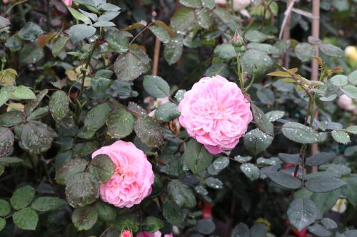 Hoa đua khoe sắc tại Lễ hội hoa hồng Bulgaria trước giờ khai mạc