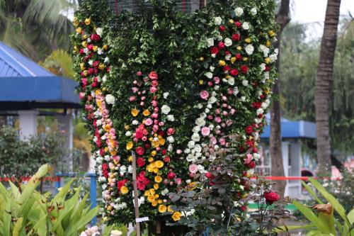 Hoa đua khoe sắc tại Lễ hội hoa hồng Bulgaria trước giờ khai mạc