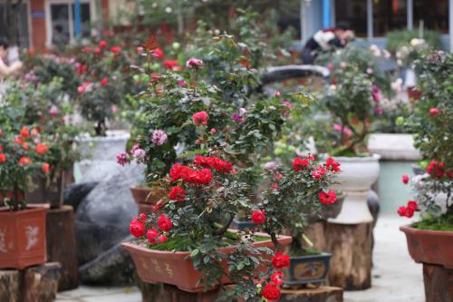 Hoa đua khoe sắc tại Lễ hội hoa hồng Bulgaria trước giờ khai mạc