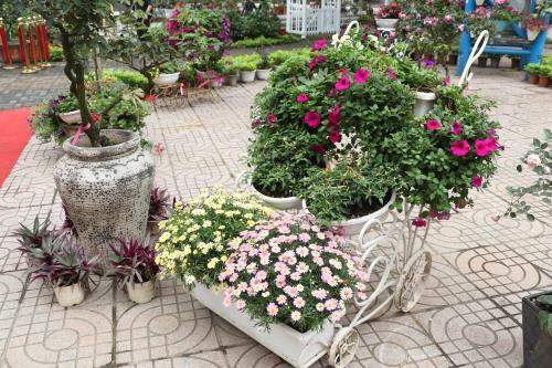 Hoa đua khoe sắc tại Lễ hội hoa hồng Bulgaria trước giờ khai mạc