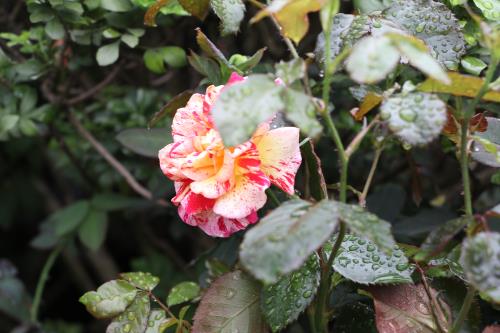 Hoa đua khoe sắc tại Lễ hội hoa hồng Bulgaria trước giờ khai mạc