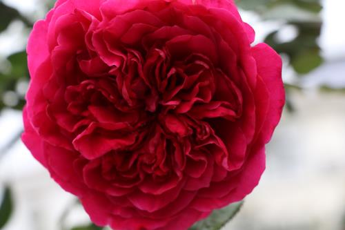 Hoa đua khoe sắc tại Lễ hội hoa hồng Bulgaria trước giờ khai mạc