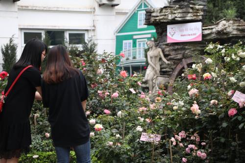 Hoa đua khoe sắc tại Lễ hội hoa hồng Bulgaria trước giờ khai mạc