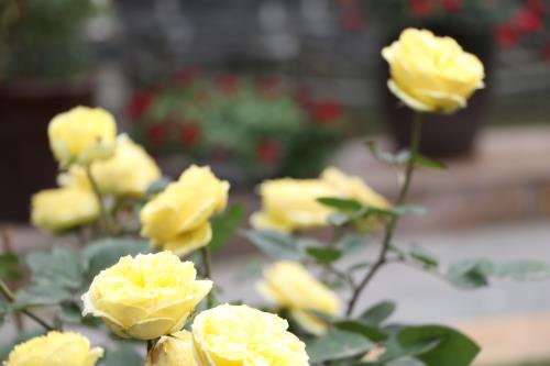 Hoa đua khoe sắc tại Lễ hội hoa hồng Bulgaria trước giờ khai mạc