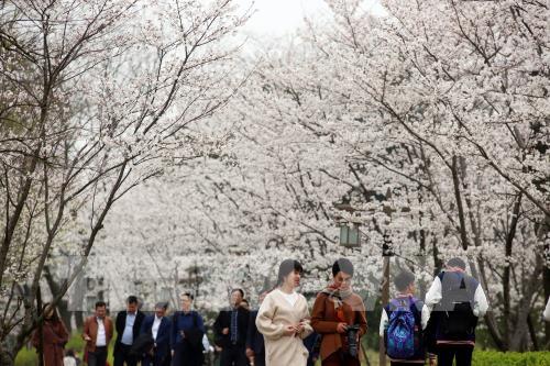 Hoa anh đào nở rộ trong mùa xuân ở Trung Quốc