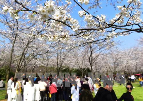 Hoa anh đào nở rộ trong mùa xuân ở Trung Quốc