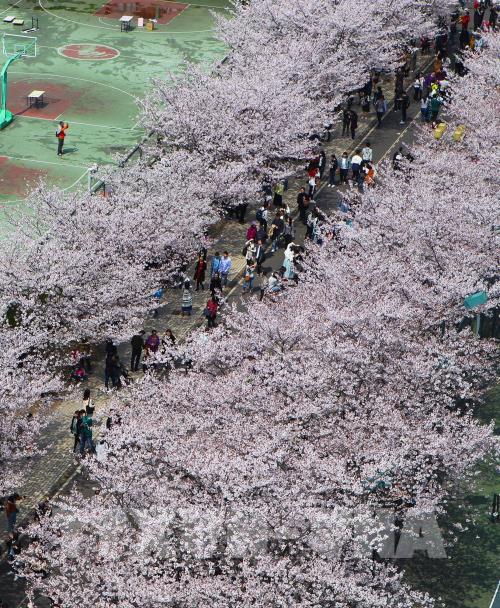 Hoa anh đào nở rộ trong mùa xuân ở Trung Quốc
