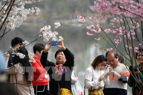 Hoa anh đào nở rộ trong mùa xuân ở Trung Quốc