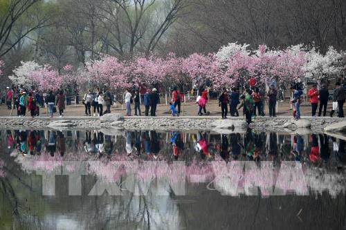 Hoa anh đào nở rộ trong mùa xuân ở Trung Quốc