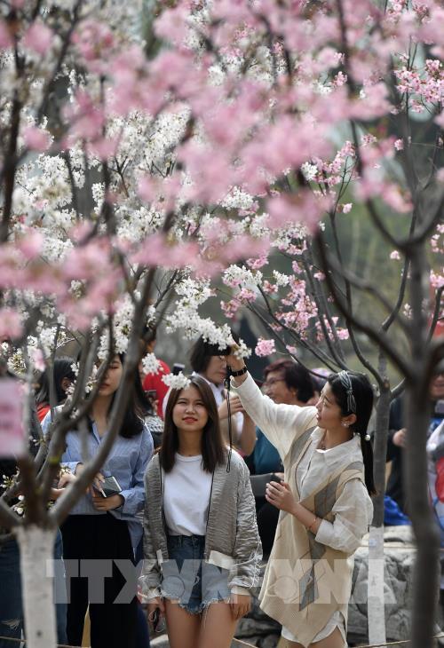 Hoa anh đào nở rộ trong mùa xuân ở Trung Quốc
