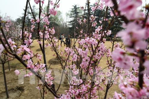 Hoa anh đào nở rộ trong mùa xuân ở Trung Quốc