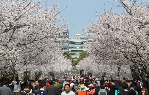 Hoa anh đào nở rộ trong mùa xuân ở Trung Quốc
