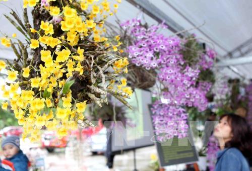 "Mãn nhãn" triển lãm hoa Lan 2018