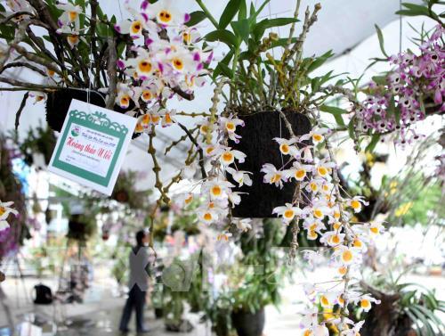 "Mãn nhãn" triển lãm hoa Lan 2018