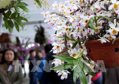 "Mãn nhãn" triển lãm hoa Lan 2018