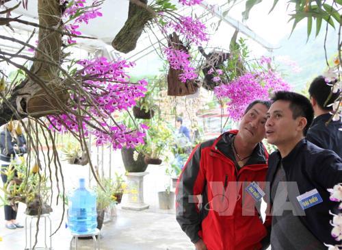 "Mãn nhãn" triển lãm hoa Lan 2018