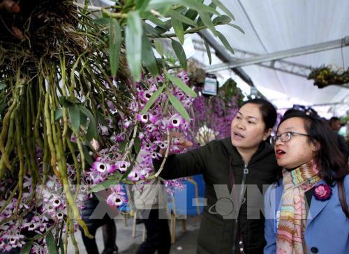 "Mãn nhãn" triển lãm hoa Lan 2018