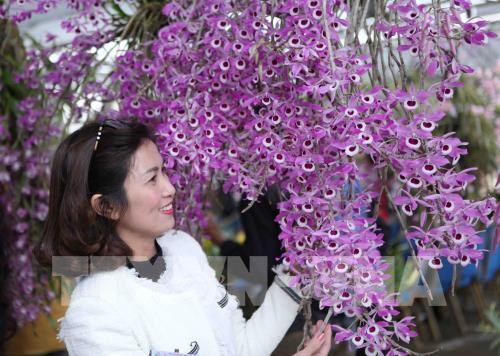 "Mãn nhãn" triển lãm hoa Lan 2018