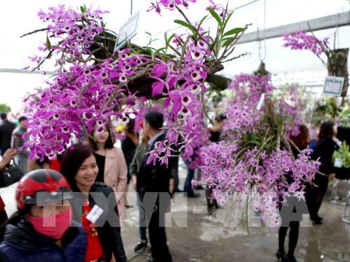 "Mãn nhãn" triển lãm hoa Lan 2018