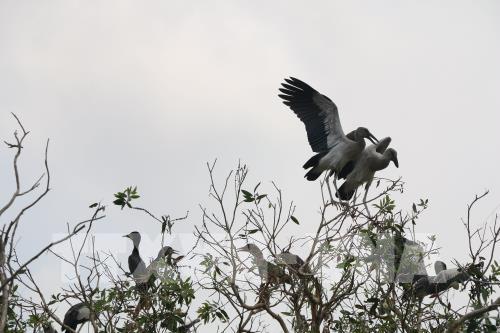 Cò nhạn quý hiếm về sinh sống ngày càng nhiều ở rừng tràm Gáo Giồng