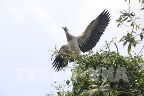 Cò nhạn quý hiếm về sinh sống ngày càng nhiều ở rừng tràm Gáo Giồng