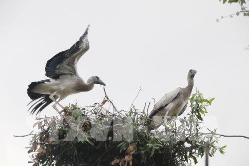 Cò nhạn quý hiếm về sinh sống ngày càng nhiều ở rừng tràm Gáo Giồng