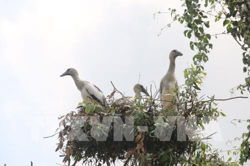 Cò nhạn quý hiếm về sinh sống ngày càng nhiều ở rừng tràm Gáo Giồng