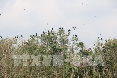 Cò nhạn quý hiếm về sinh sống ngày càng nhiều ở rừng tràm Gáo Giồng