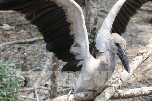 Cò nhạn quý hiếm về sinh sống ngày càng nhiều ở rừng tràm Gáo Giồng