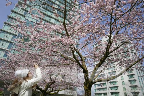 Hoa anh đào khoe sắc rực rỡ tại Vancouver, Canada 
