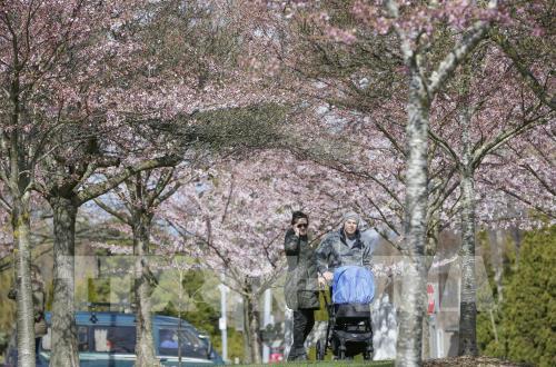 Hoa anh đào khoe sắc rực rỡ tại Vancouver, Canada 
